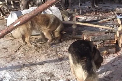 Dogs and deer 動画素材 723563