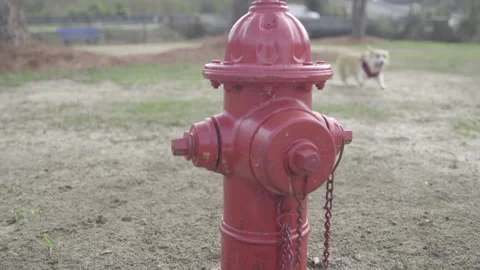 Dogs and Fire Hydrant Stock Footage 149127152