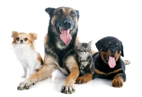 Dogs and kitten Stock Photos