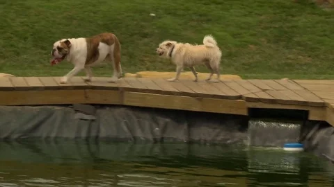 Dogs and pool deck Stock Footage 82916534