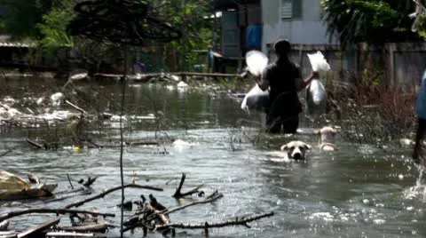 Dogs And Thai People Wading Through Flood Waters Stock Footage