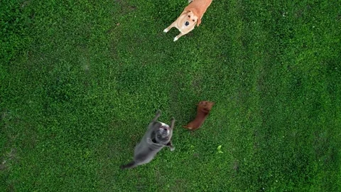 Dogs are barking at the drone. Vidéo 346317416