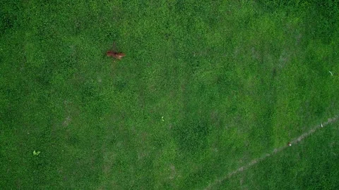 Dogs are barking at the drone. Vidéo 346317476
