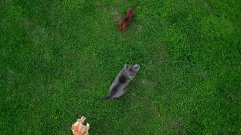 Dogs are barking at the drone. 库存影片 346317521