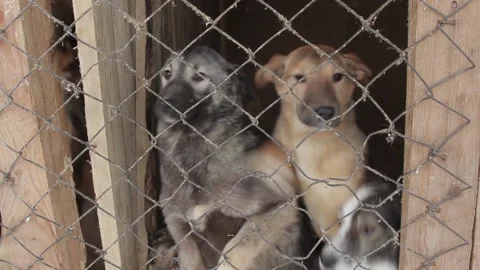 Dogs are behind bars Stock Footage 145671399