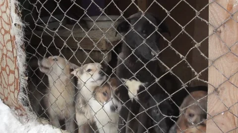 Dogs are behind bars Stock Footage 145671403