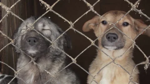 Dogs are behind bars Stock Footage 145671405