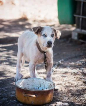 Dogs that are chained Stock Photos