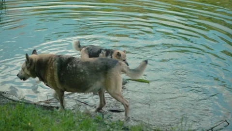 Dogs are drinking from the lake close up 動画素材 197947722