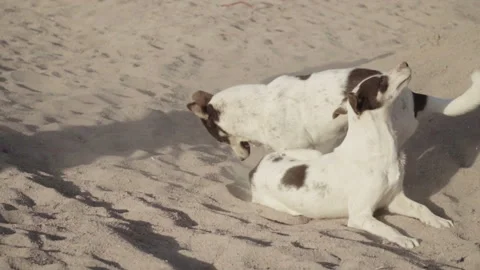 Dogs are fooled Stock-Footage 86333519