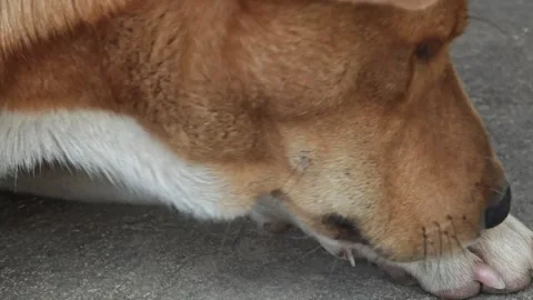 Dogs are getting rid of fleas by themselves. Stock Footage 311520626