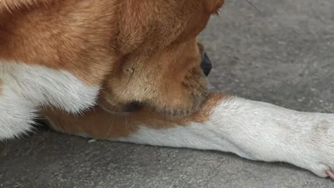 Dogs are getting rid of fleas by themselves. Stock Footage 311523219