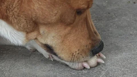 Dogs are getting rid of fleas by themselves. Stock Footage 311523226