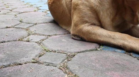 Dogs are gnawing on the bones Stock Footage 54475283
