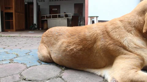 Dogs are gnawing on the bones Stock Footage 54476792