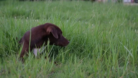 Dogs are having fun running in the grass. Stock Footage 161168740