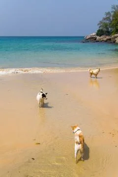 Dogs are looking for something in the river that flows into the sea. Stock Photos