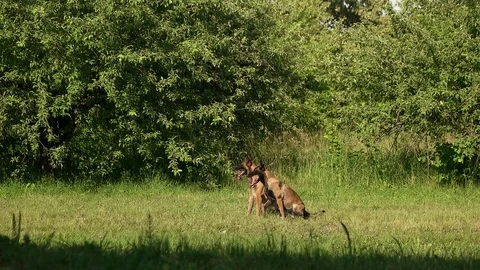 Dogs are lying down. Video stock 82976146