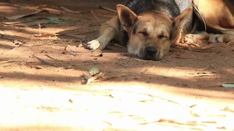 Dogs are lying on the ground in the daytime. Stock Footage 83237282