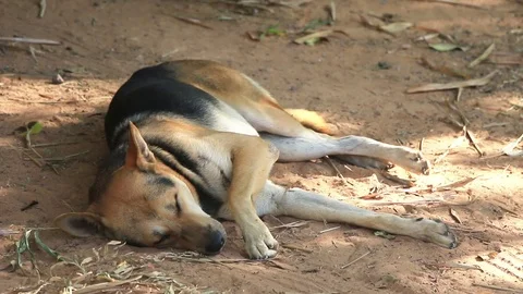 Dogs are lying on the ground in the daytime. Stock Footage 83237907