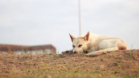 Dogs are lying on the ground in the daytime. Stock Footage 83459934