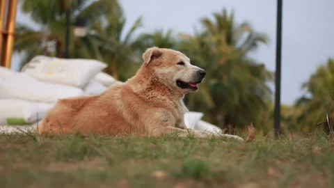 Dogs are lying on the ground in the daytime. Stock Footage 83459958