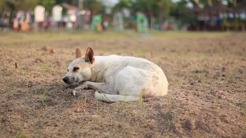 Dogs are lying on the ground in the daytime. Stock Footage 83459984