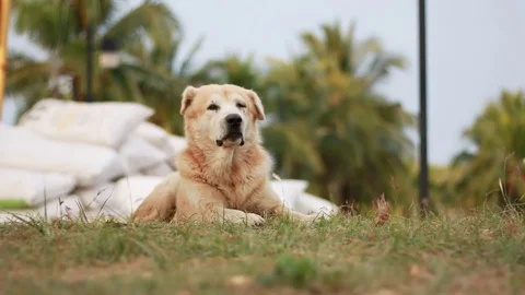 Dogs are lying on the ground in the daytime. Stock Footage 83459998
