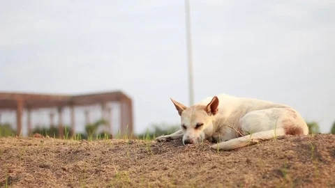 Dogs are lying on the ground in the daytime. Stock Footage 84581365