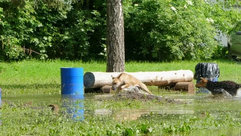 Dogs are playing catch-up in a puddle. Stock Footage 85391632