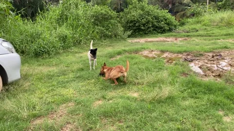 Dogs are playing Video stock 163753320