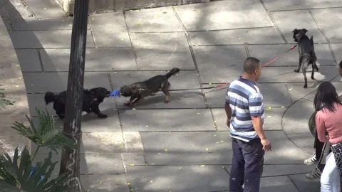 Dogs are playing Video stock 202154259