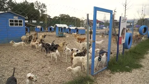 Dogs are playing Stock Footage 224125961