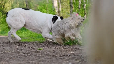 Dogs are playing on the green grass in the park, 4k footage Stock Footage 287955262
