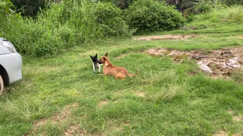 Dogs are playing on the ground Video stock 163753339