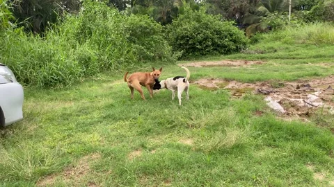 Dogs are playing together Stock-Footage 163753380