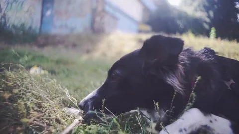 Dogs are playing in the yard Stock Footage 82206344