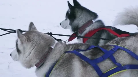 The dogs are pulling the sleigh ahead. sled dogs for winter sledding Stock Footage 101362635