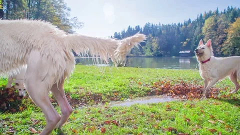 Dogs are ready to run after the wooden stick Video stock 83775712