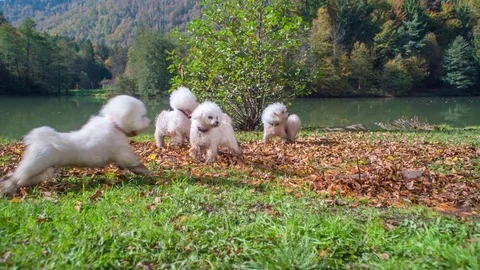 Dogs are running after each other Stock Footage 83776591