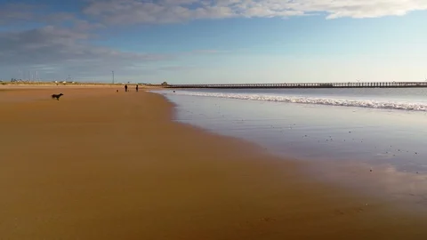 Dogs are running after the waves on the beach on a sunny day, 4K Stock Footage 129716944