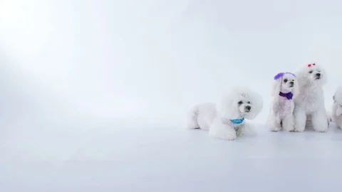 Dogs are sitting down and one is cleaning himself Stock Footage 83773546