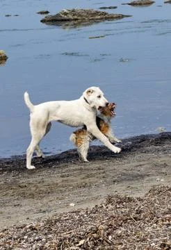 Dogs ashore Stock Photos