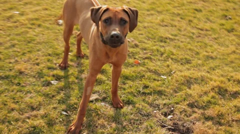 Dogs attack in the park. Self-Defense Stock Footage 35907158