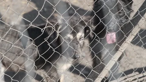 Dogs in the Aviary Stock Footage 133245628