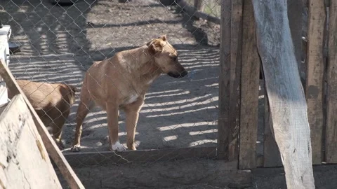 Dogs in the aviary. Vídeos de archivo 133253232