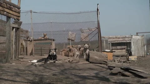 Dogs in the aviary. Vídeos de archivo 133253262