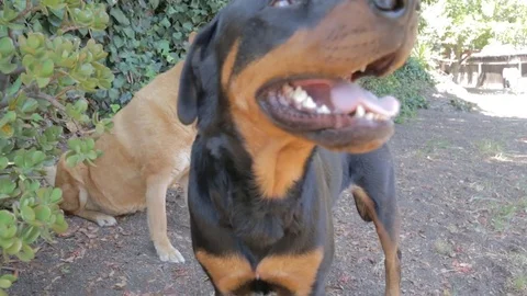 Dogs in backyard Stock Footage 77577526