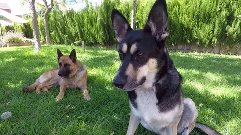 Dogs in Backyard Resting Stock Footage 77212493
