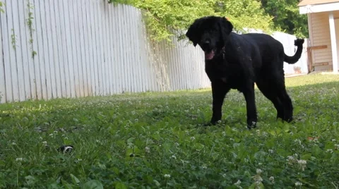 Dogs ball is thrown Stock Footage 6828924